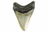 Fossil Megalodon Tooth - North Carolina #149403-2